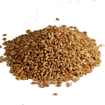 Wheat Grain